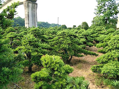 長沙縣智聯園林綠化有限公司_長沙羅漢松|桂花樹價格|香樟苗木哪家好